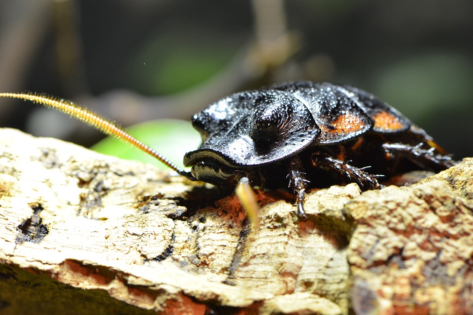 roaches