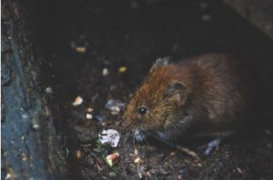 rat feeding on some grains 