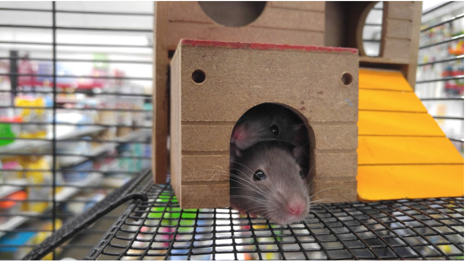 rodents hiding